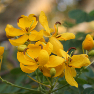 Winter Cassia, Christmas Senna, Butterfly Bush