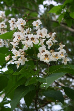 Southern Catalpa, Indian Bean Tree, Cigar Tree