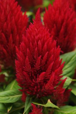 First Flame™ Red Celosia, Celosia plumosa 'PAS905170'