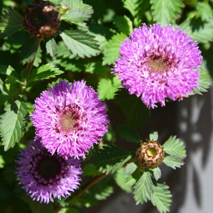 Brazilian Blue Buttonbush, Brazilian Button Flower, Manaus Beauty, Pineapple Thistle