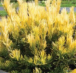 Golden Dragon™ Japanese Plum Yew, Cow-Tail Pine, Cephalotaxus harringtoniana 'Golden Dragon', C. harringtonii