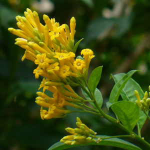 Lemon Zest Cestrum