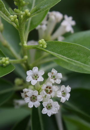 White Cestrum, Day Blooming Jasmine, Din ka Raja, Day Blooming Jessamine, Chinese Inkberry, China Berry