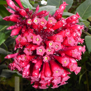 Newell's Red Cestrum