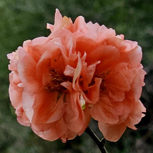 Cameo Double Coral Pink Flowering Quince, Japanese Quince