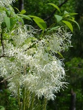 Grancy Graybeard, White Fringe Tree, Lace Tree, Chionanthus virginicus