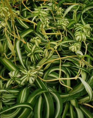 Bonnie Curly Airplane Plant, Spider Plant, St. Bernard's Lily, Spider Ivy, Ribbon Plant, Hen and Chickens