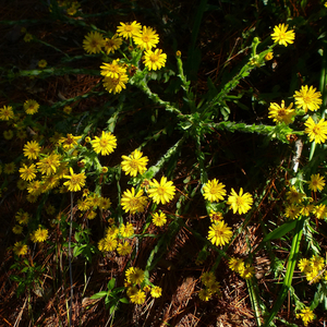 Maryland Goldenaster