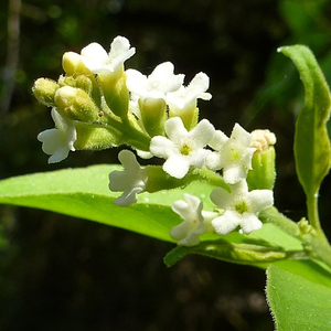 Berlandier's Fiddlewood, Negrito