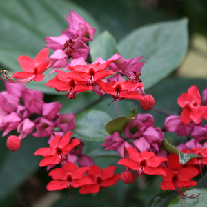 Red Bleeding Heart Vine