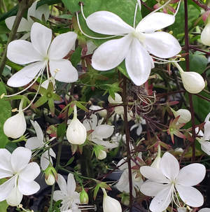 Light Bulb Clerodendrum, Chains of Glory