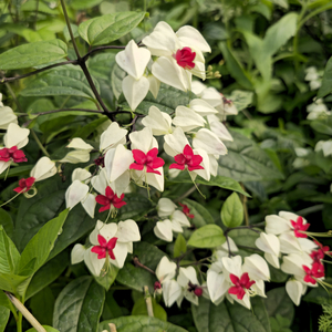 White Bleeding Heart Vine