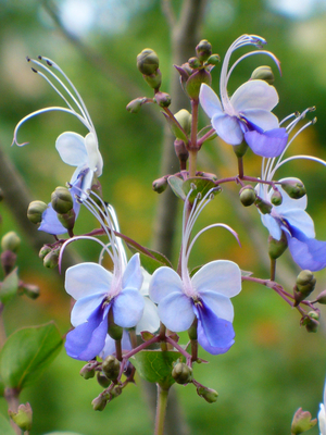 Blue Butterfly Bush, Blue Glory Bower, Blue Wings Bush