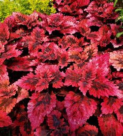 Under the Sea™ Red Snapper Coleus, Painted Nettle