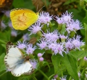 Crucita, Jack in the Bush, Fragrant Mist Flower, Blue Mist Flower