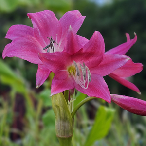 Ellen Bosanquet Red Crinum Lily