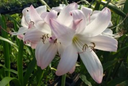 Infusion Crinum Lily