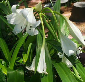 White Crinum Lily