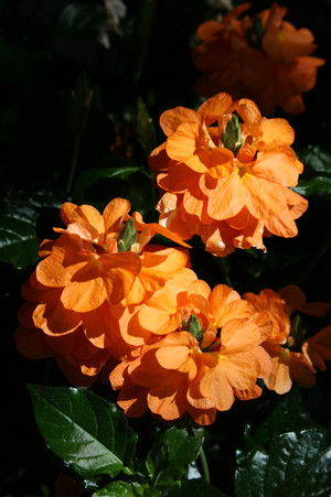 Apricot Sun Firecracker Flower, Crossandra