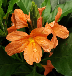 Florida Sunset Firecracker Flower, Crossandra