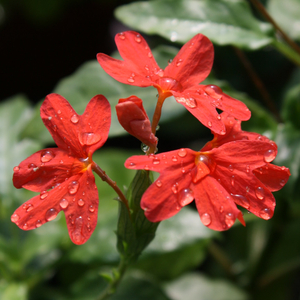 Nile Queen Red Firecracker Flower, Crossandra