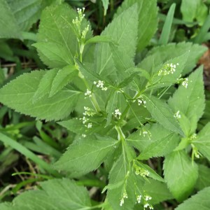 Wild Chervil, Canadian Honewort