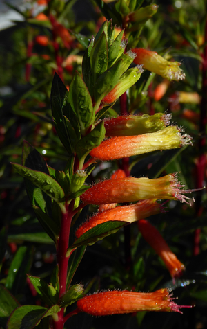 Giant Cigar Plant, Candy Corn Plant, Mexican Giant Cigar