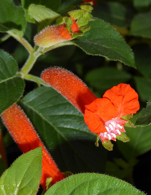 Orange Batface Cuphea, Christmas Cigar Flower, Salvadoran Cigar Plant, Orange Batface
