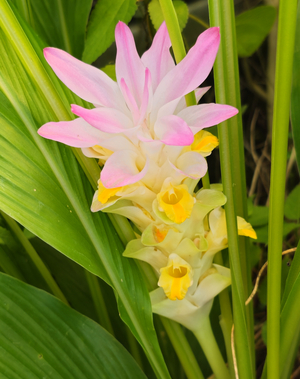 Queen Lily, Common Hidden Ginger, Jewel of Thailand, Hidden Lily