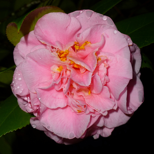 Debutante Camellia