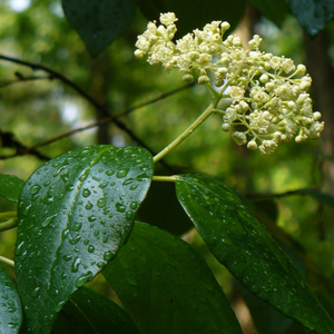 Climbing Hydrangea, Woodvamp, Decumaria