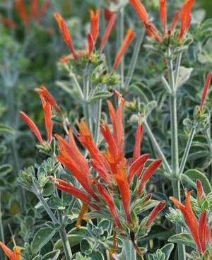 Hummingbird Plant, Uraguayan Firecracker Plant, King's Crown, Wooly Honeysuckle, Velvet Honeysuckle