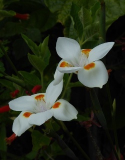Orange Drop Hybrid African Iris, Fortnight Lily, Fortnight Iris