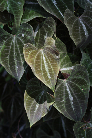 Variegated Monkey Ball Vine, Ornamental Yam, Variegated Potato vine