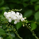 White Sky Flower, Golden Dewdrop