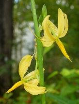 Texas Craglily, Texas Echeandia, Texas Craglilys, Yellow Mexican Hat Lily