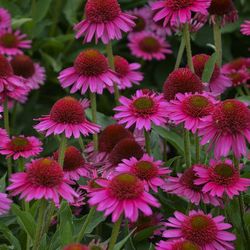Delicious Candy® Coneflower, Echinacea