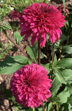 Lovely Lolly Coneflower, Echinacea