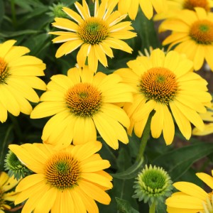 SOMBRERO® Lemon Yellow Improved Coneflower, Echinacea
