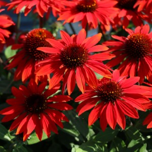 SOMBRERO® Sangarita Coneflower, Echinacea