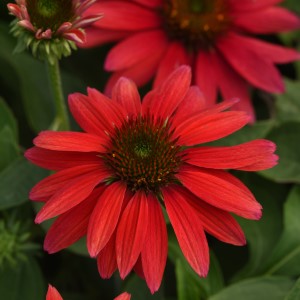 SOMBRERO® Tres Amigos Coneflower, Echinacea