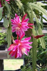 Pink Orchid Cactus, Epiphyllum Pink