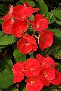 STARTER CUTTING 4-6” Tall RED Blooming Crown of Thorns Plant Euphorbia Milii 