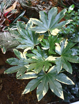 Variegated Japanese Fatsia, Japanese Aralia, Yatsude, Figleaf Palm, Glossy-Leaved Paper Plant, Formosa Rice Tree