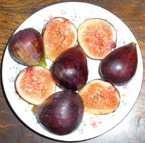 Brown Turkey Fig, Texas Everbearing Fig, Abique Noire Fig, Negro Largo Fig, San Piero Fig