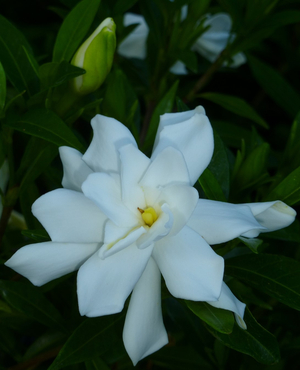 Frostproof Gardenia