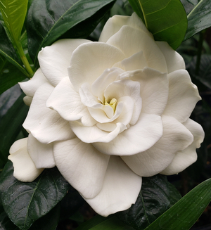 Belmont Gardenia, Cape Jasmine