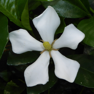 Grif's Select Hardy Gardenia