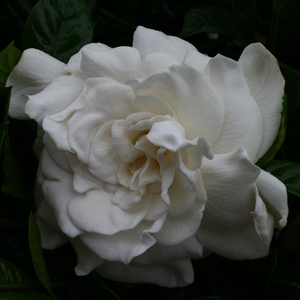 Aimee Gardenia, Aimee Yoshioka Cape Jasmine