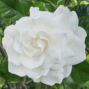 Aimee Gardenia, Aimee Yoshioka Cape Jasmine